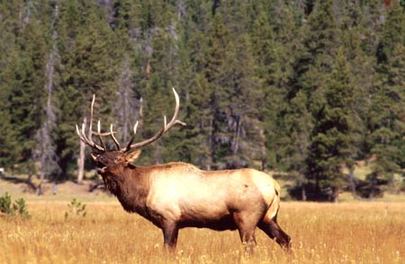 Bull elk bugling